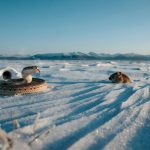 Snow Snakes: Winter's Silent Hunters Beneath Frozen White Landscapes