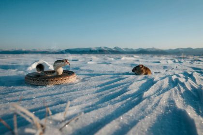 Snow Snakes: Winter's Silent Hunters Beneath Frozen White Landscapes